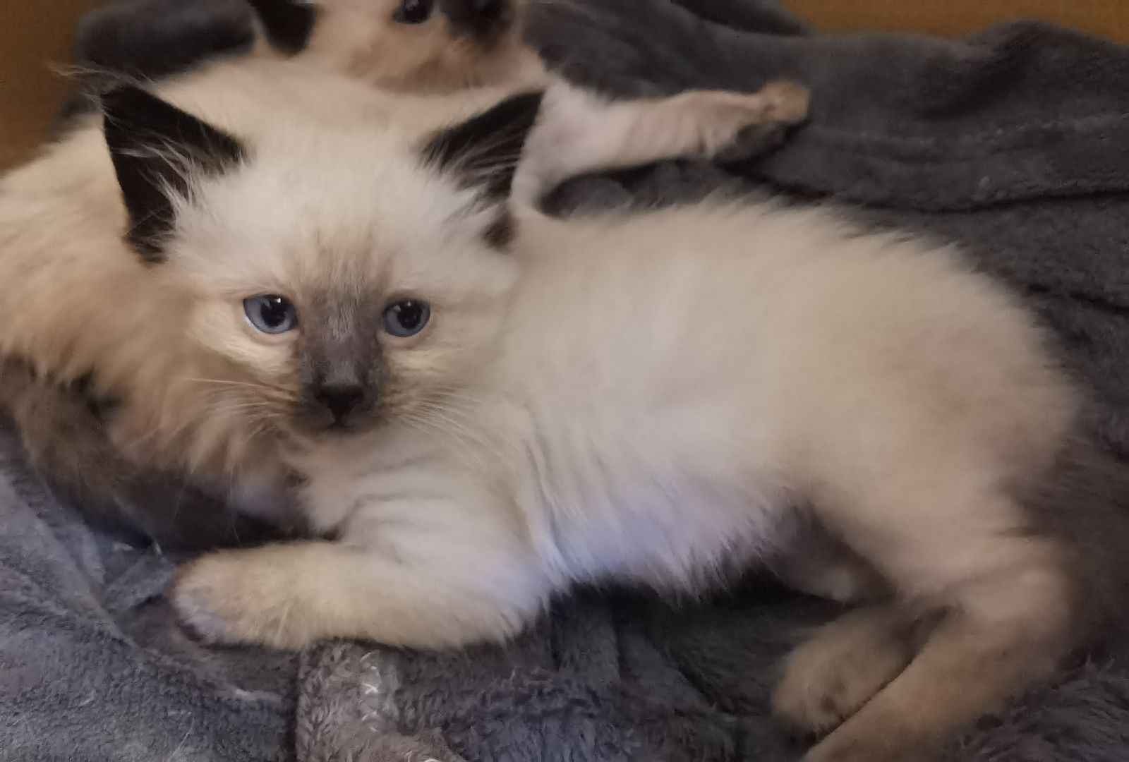 Ragdoll Kitten Ragdoll Kitten