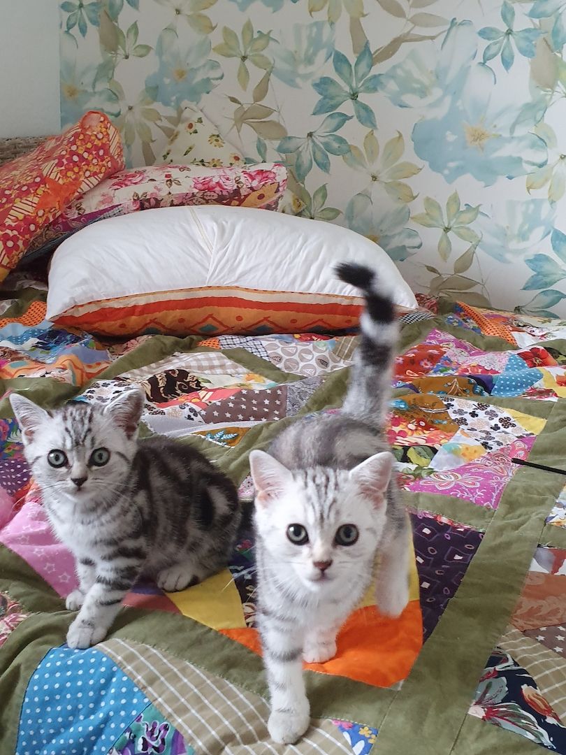 BKH kater,black silver tabby classic