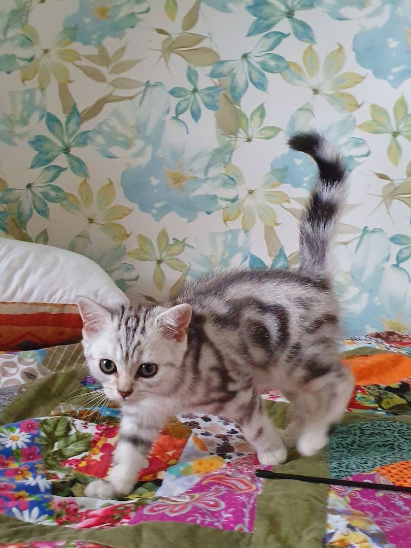 BKH kater,black silver tabby classic