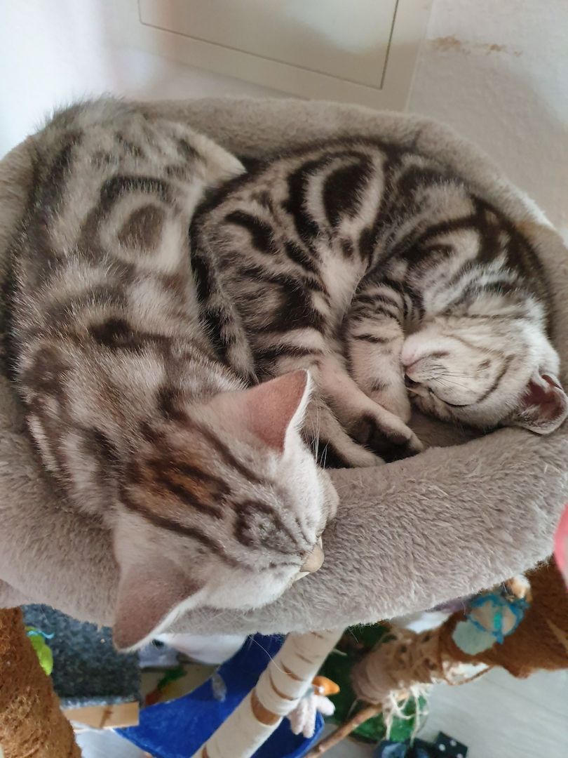 BKH kater,black silver tabby classic