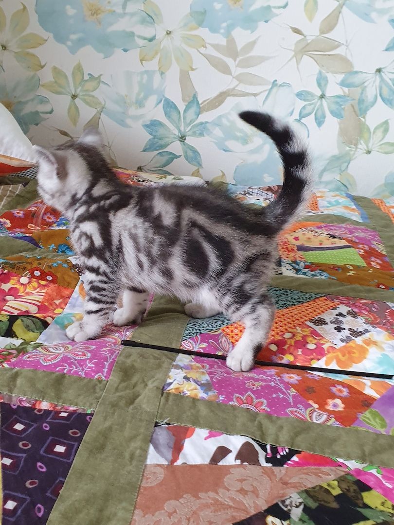 BKH kater,black silver tabby classic