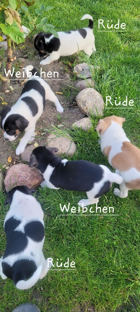 Jack Russell Welpen