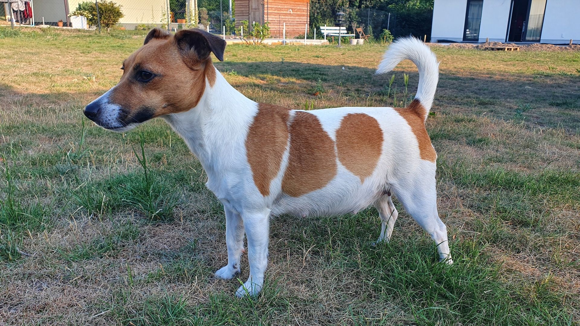 Jack Russell Welpen