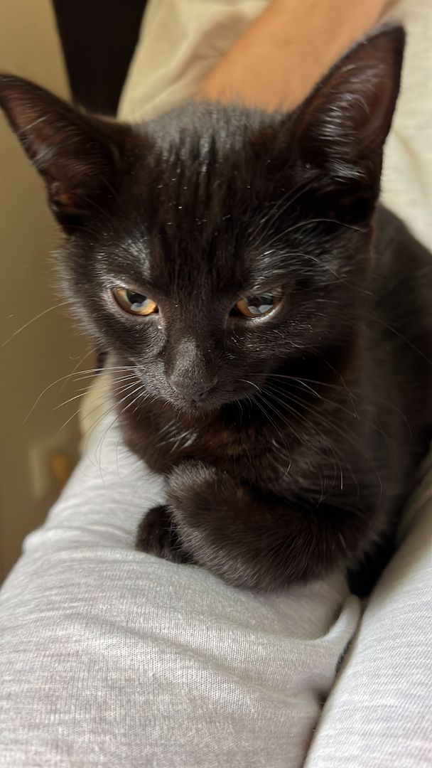 BKH/Maine Coon Mix Kitten