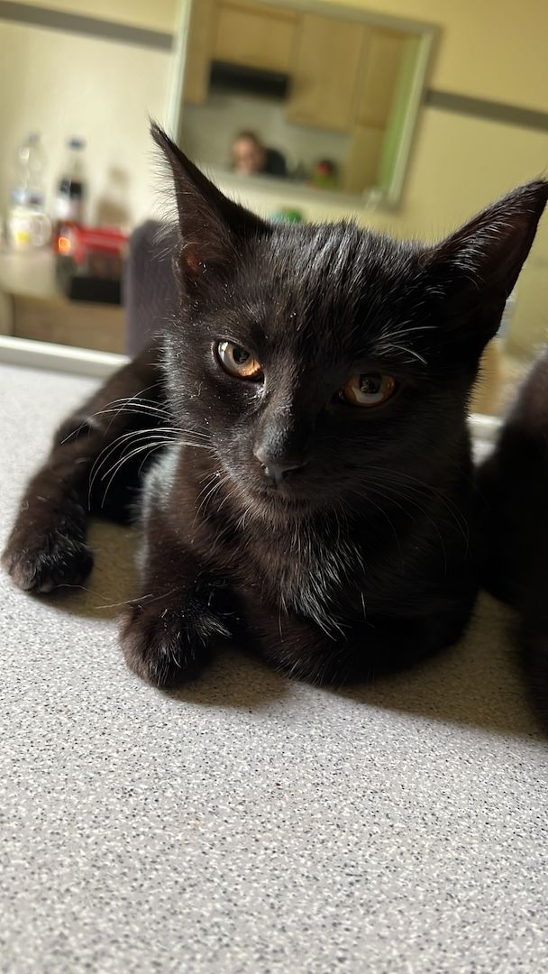 BKH/Maine Coon Mix Kitten