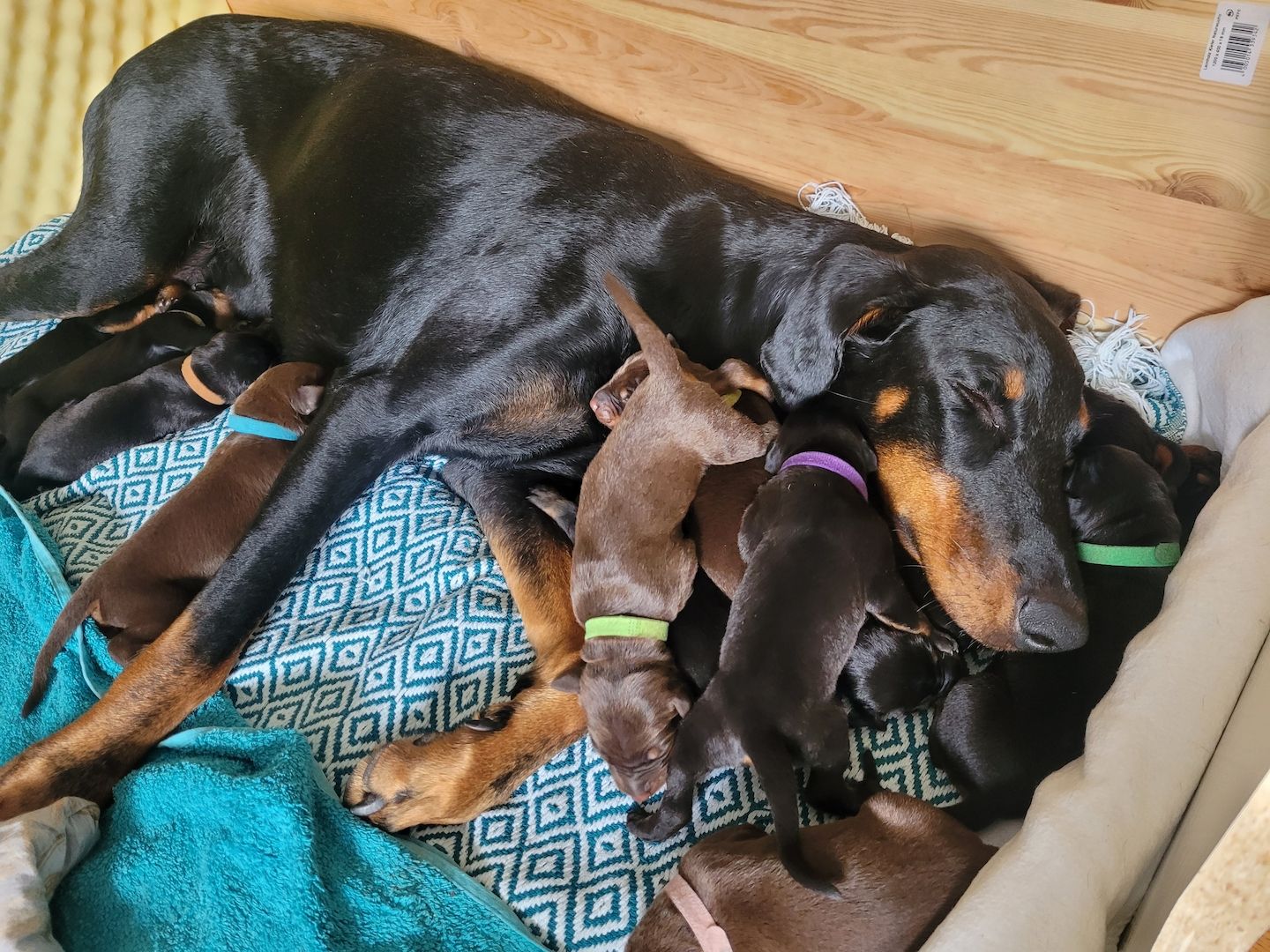 Zuckersüße Dobermannwelpen