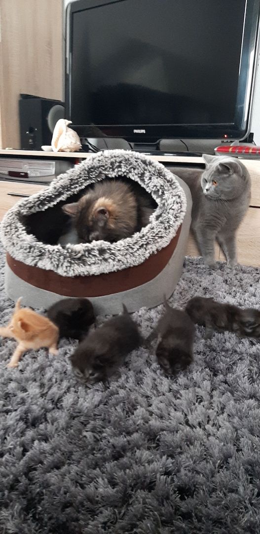 Kitten zu Verkaufen