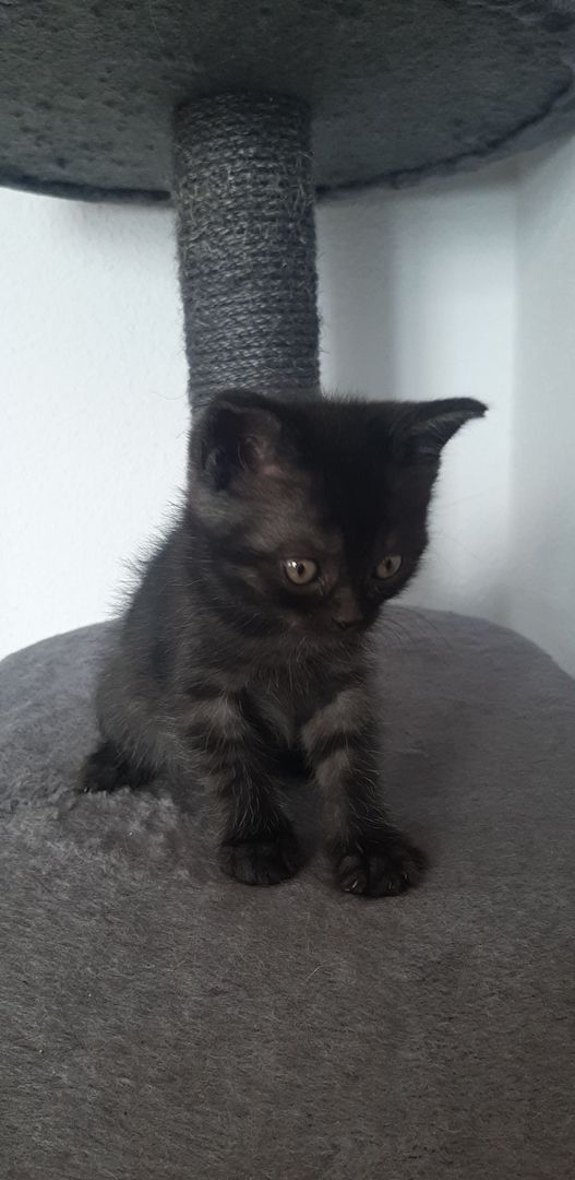 Kitten zu Verkaufen