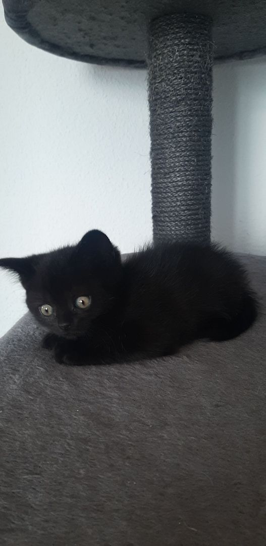 Kitten zu Verkaufen