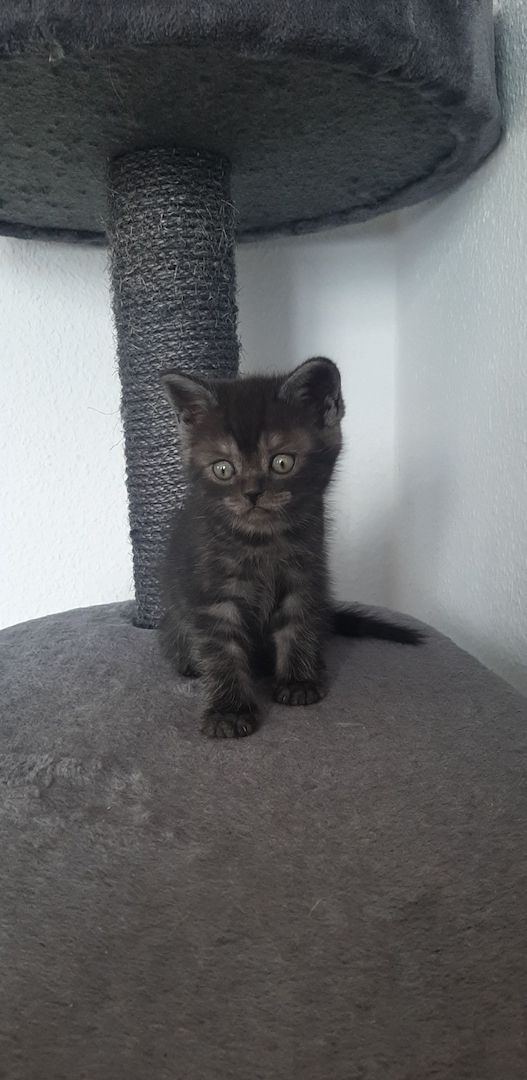 Kitten zu Verkaufen