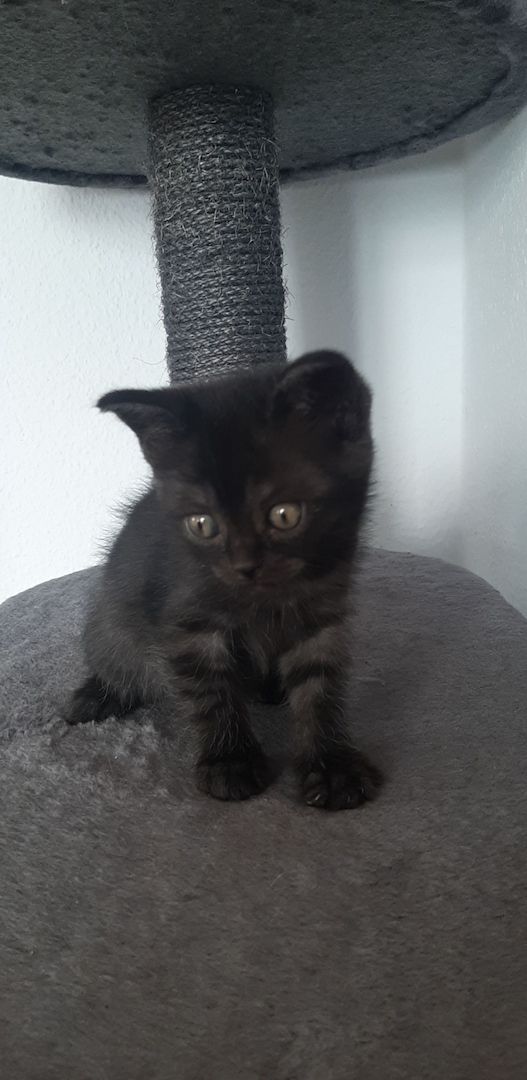Kitten zu Verkaufen