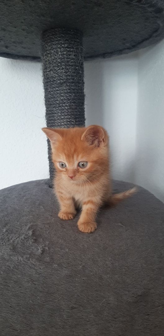 Kitten zu Verkaufen