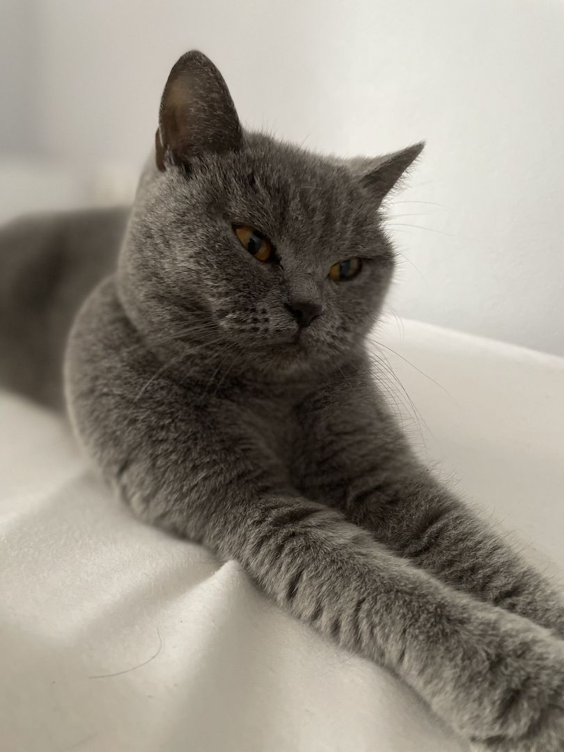 BKH Britisch Kurzhaar Katze blue