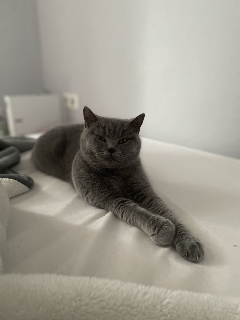 BKH Britisch Kurzhaar Katze blue