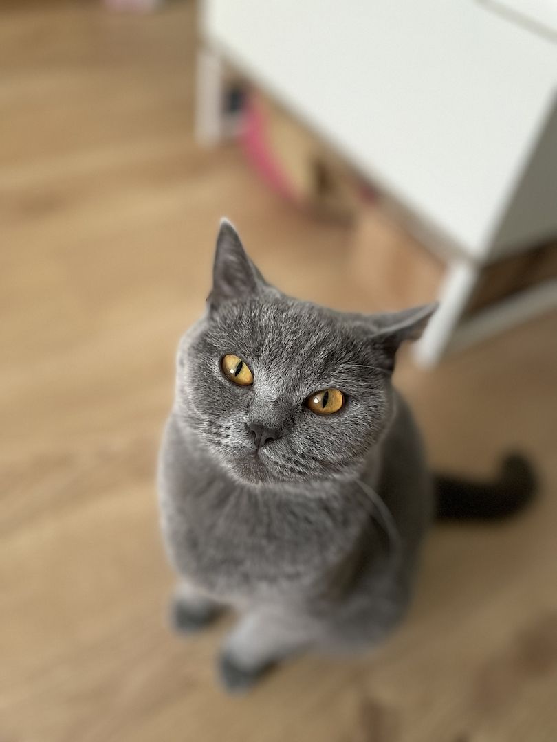 BKH Britisch Kurzhaar Katze blue