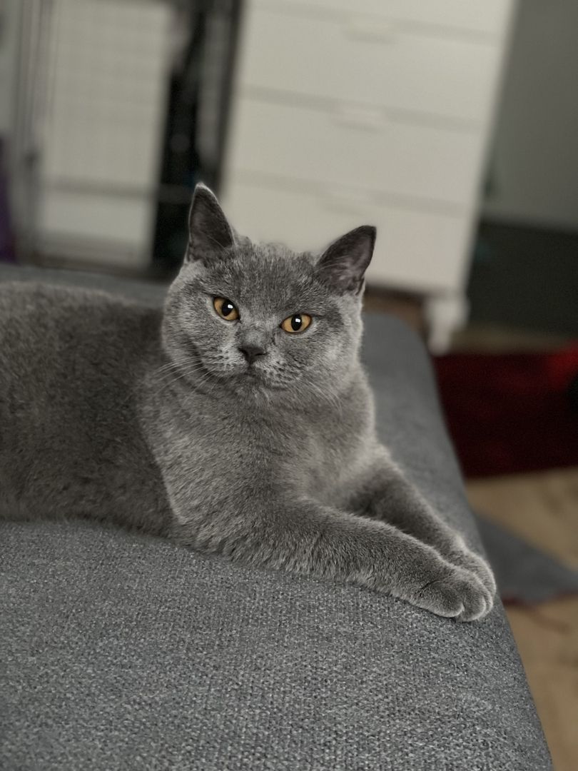BKH Britisch Kurzhaar Katze blue