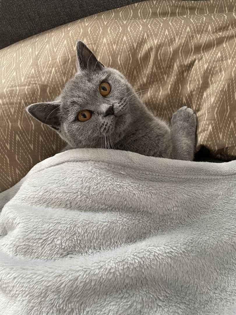 BKH Britisch Kurzhaar Katze blue