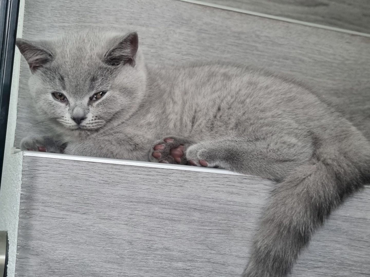 BKH Kitten mit Stammbaum abzugeben