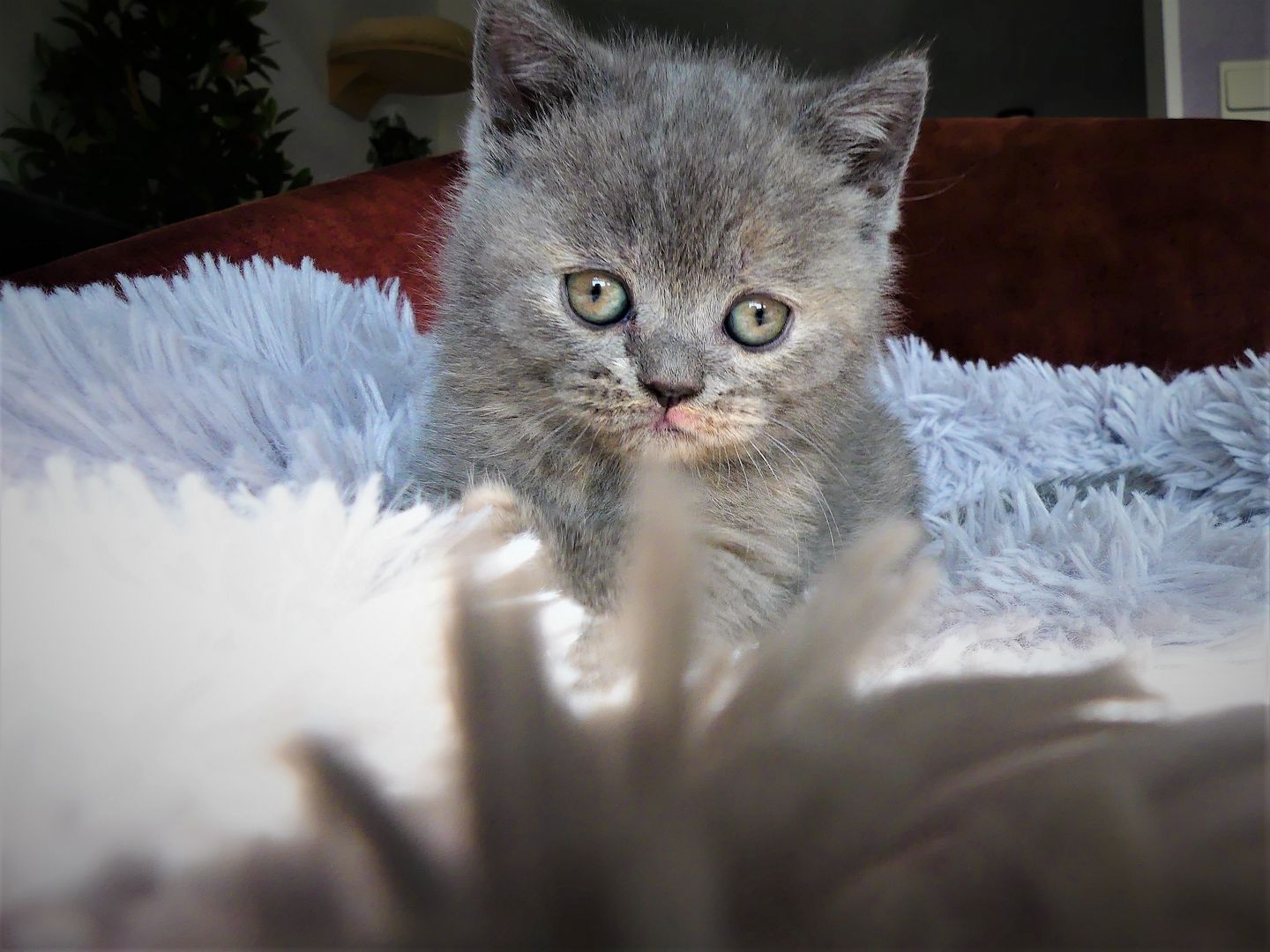 reinrassige BKH Kitten mit Stammbaum