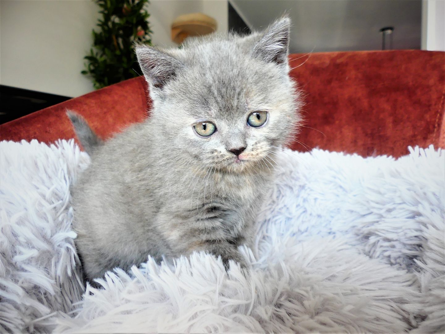 reinrassige BKH Kitten mit Stammbaum