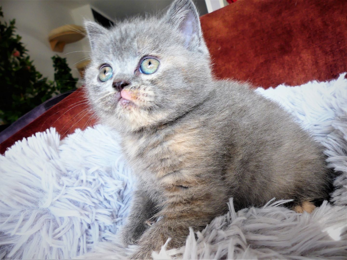 reinrassige BKH Kitten mit Stammbaum