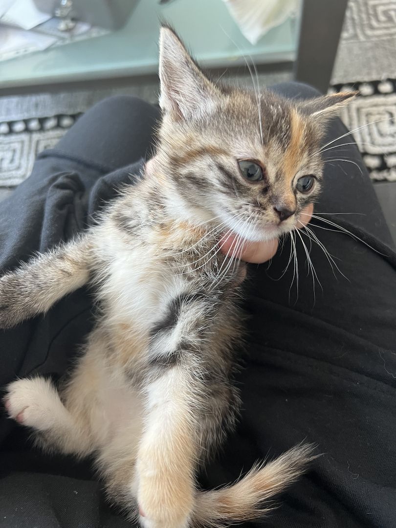 Katzenbabys  abzugeben