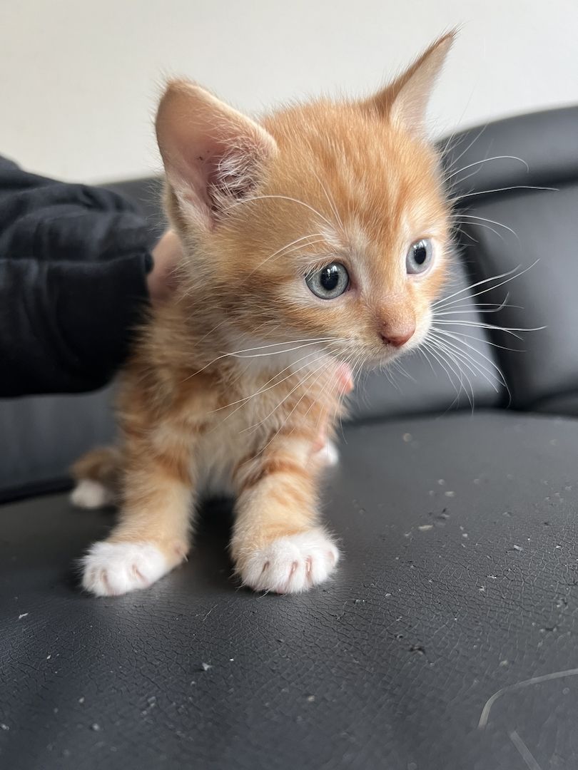 Katzenbabys  abzugeben