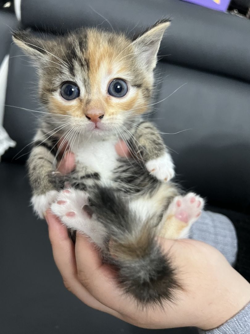 Katzenbabys  abzugeben