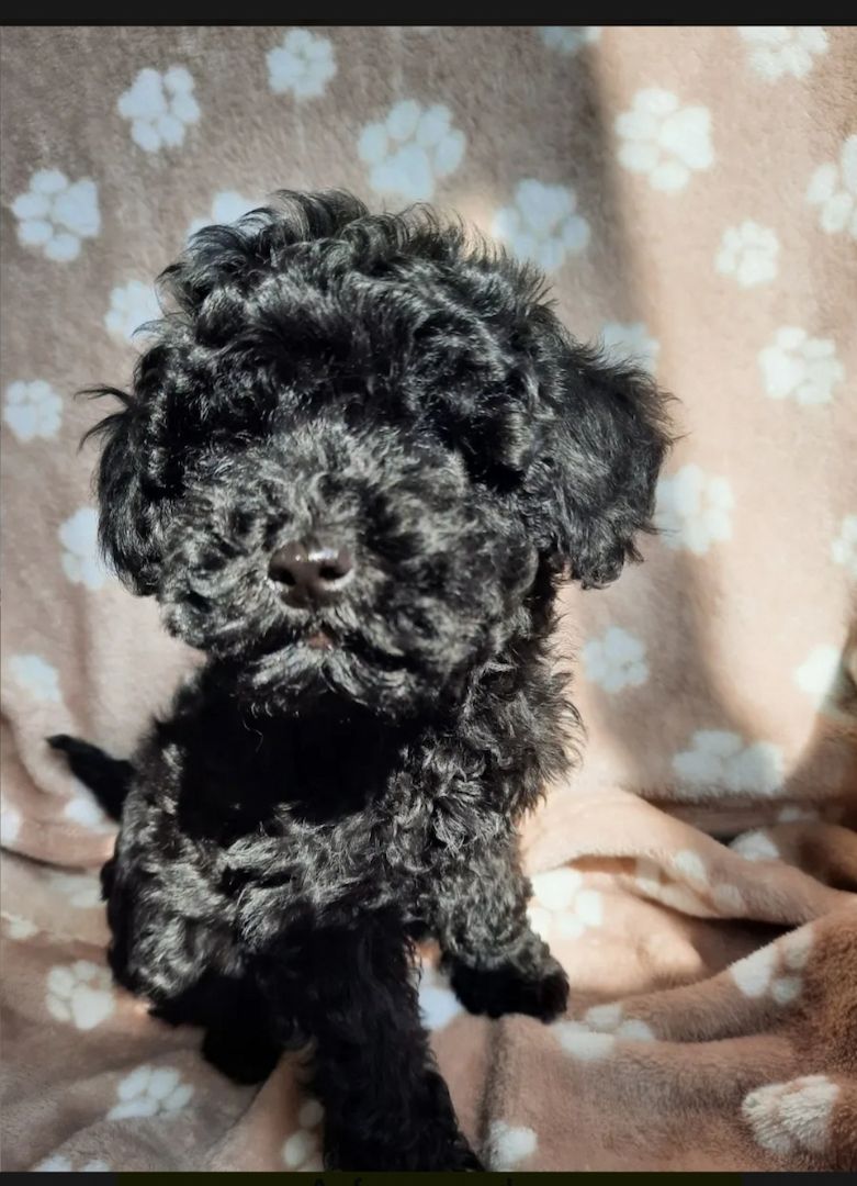 Toypudel Zwergpudel Toypudel Zwergpudel