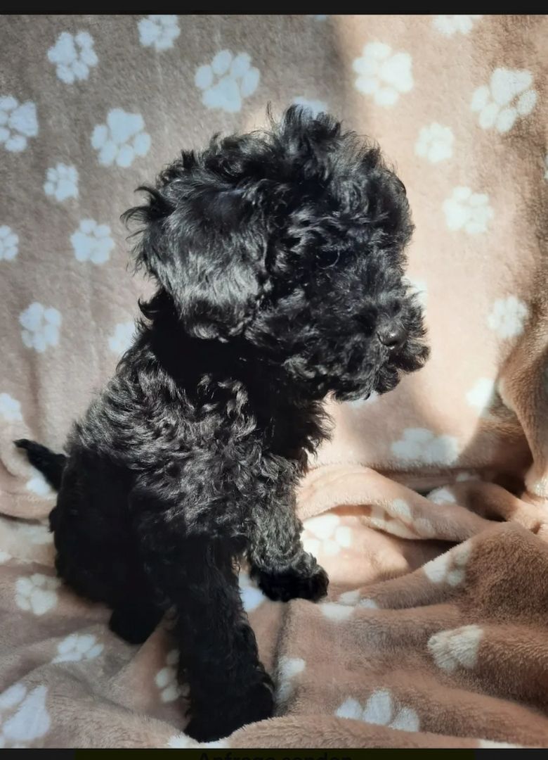 Toypudel Zwergpudel Toypudel Zwergpudel