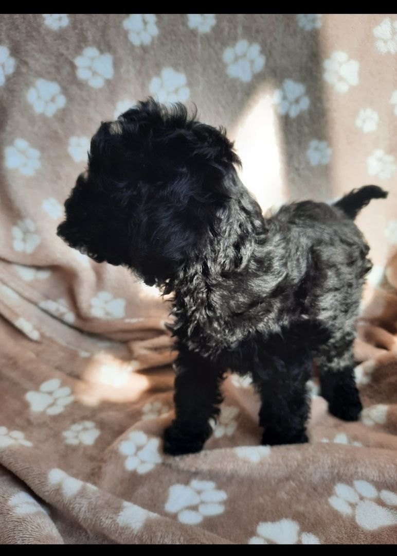 Toypudel Zwergpudel Toypudel Zwergpudel