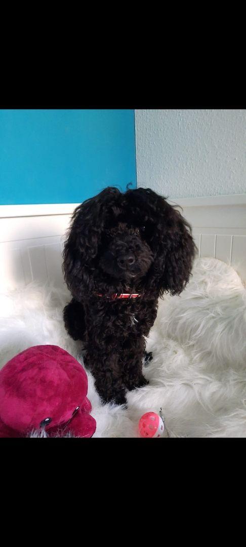 Toypudel Zwergpudel Toypudel Zwergpudel