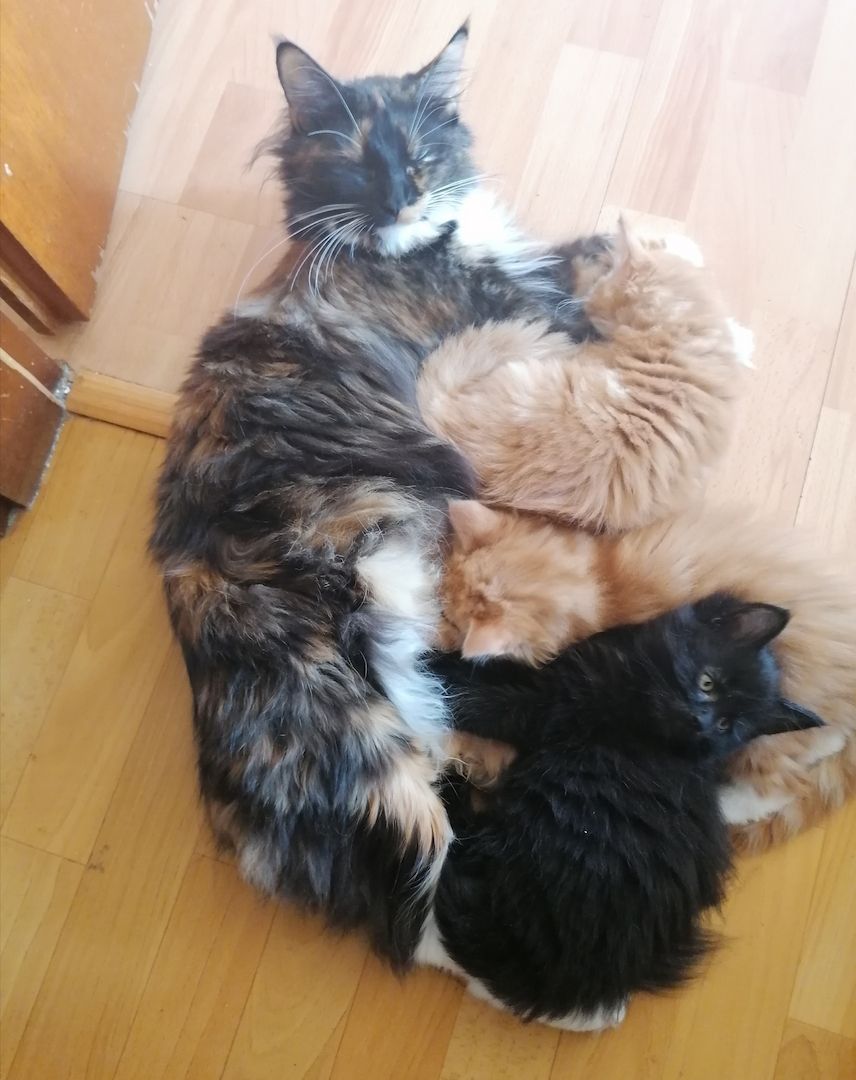 Reinrassige Norwegische Waldkatzen Kitten.