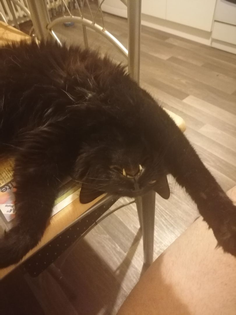 Reinrassige Norwegische Waldkatzen Kitten.