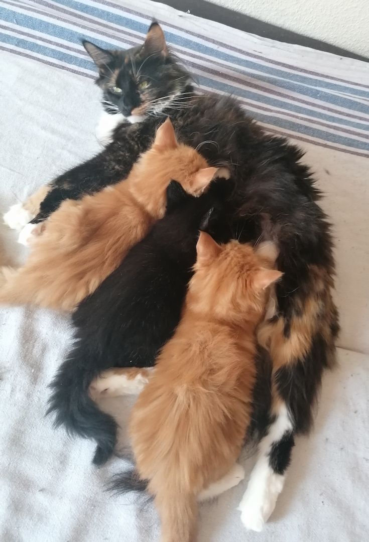 Reinrassige Norwegische Waldkatzen Kitten.