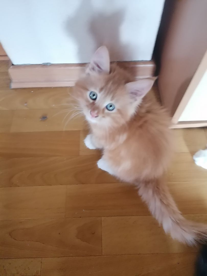 Reinrassige Norwegische Waldkatzen Kitten.