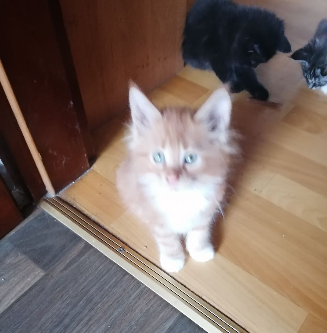 Reinrassige Norwegische Waldkatzen Kitten.