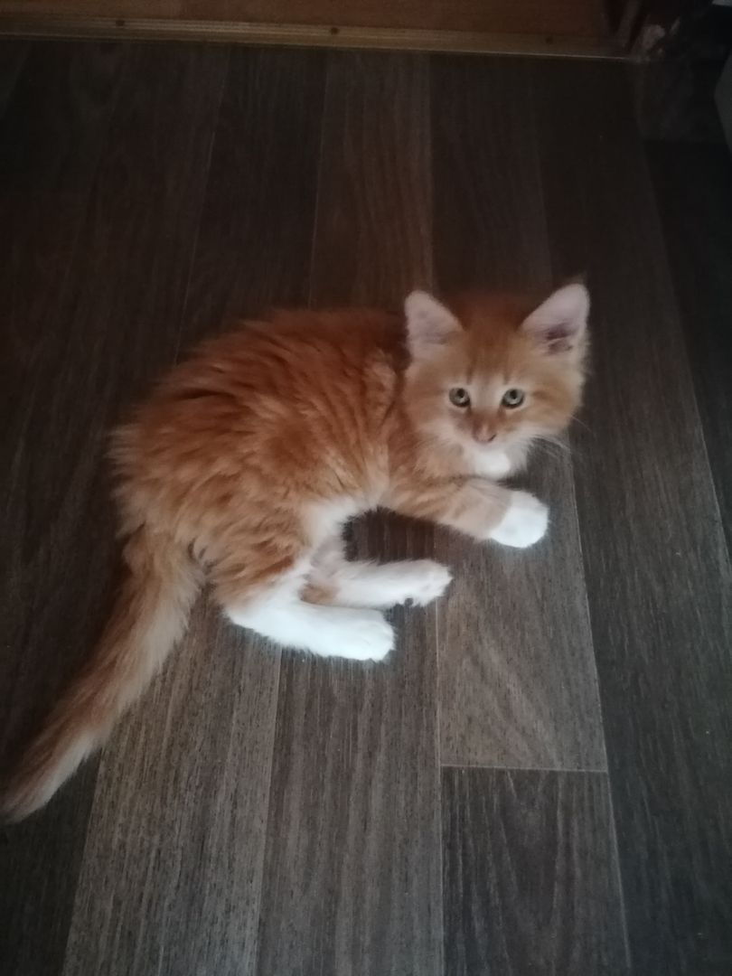 Reinrassige Norwegische Waldkatzen Kitten.