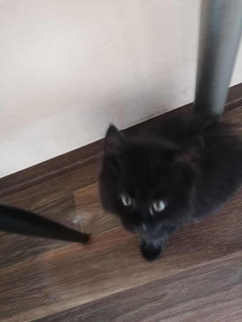 Reinrassige Norwegische Waldkatzen Kitten.