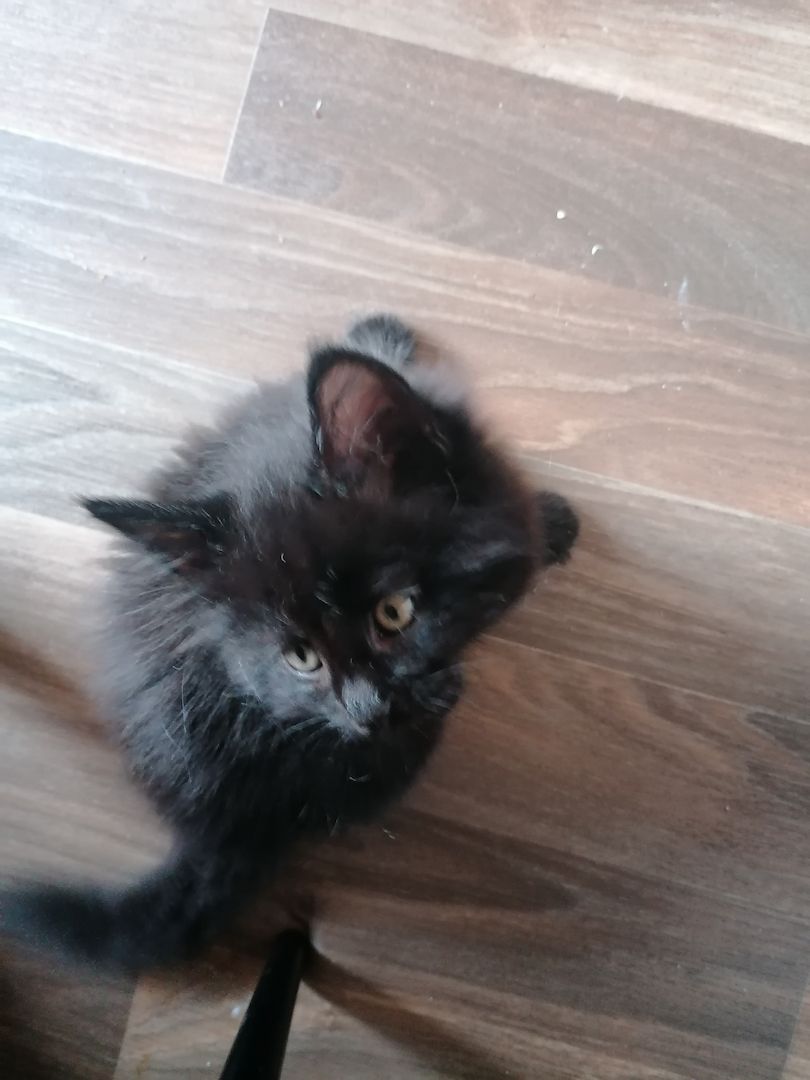 Reinrassige Norwegische Waldkatzen Kitten.