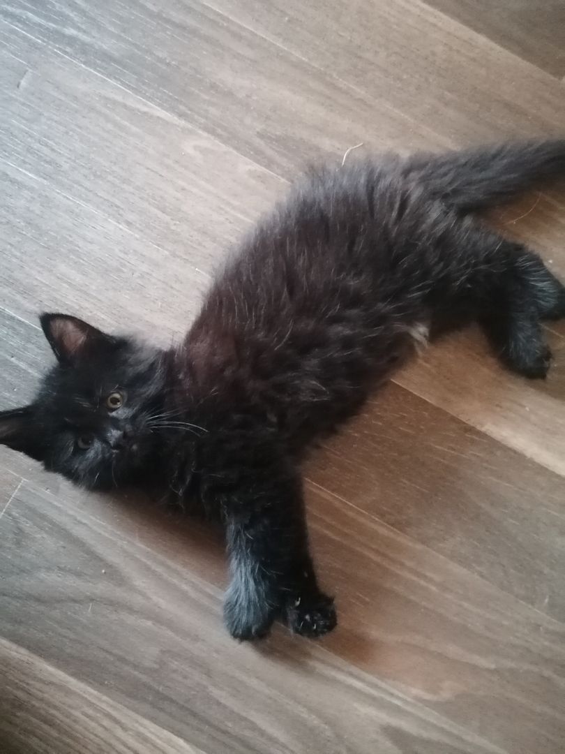 Reinrassige Norwegische Waldkatzen Kitten.