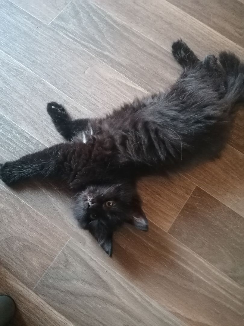 Reinrassige Norwegische Waldkatzen Kitten.