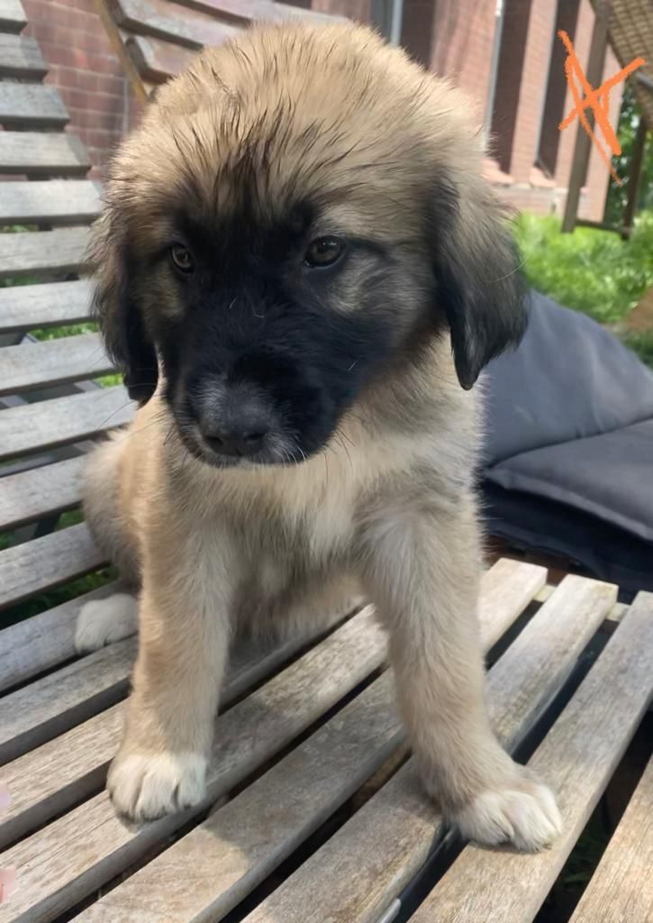 Leonberger/Bernhardiner Mix
