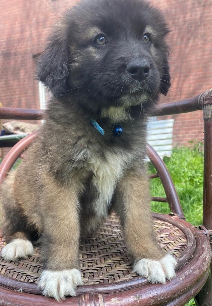 Leonberger/Bernhardiner Mix