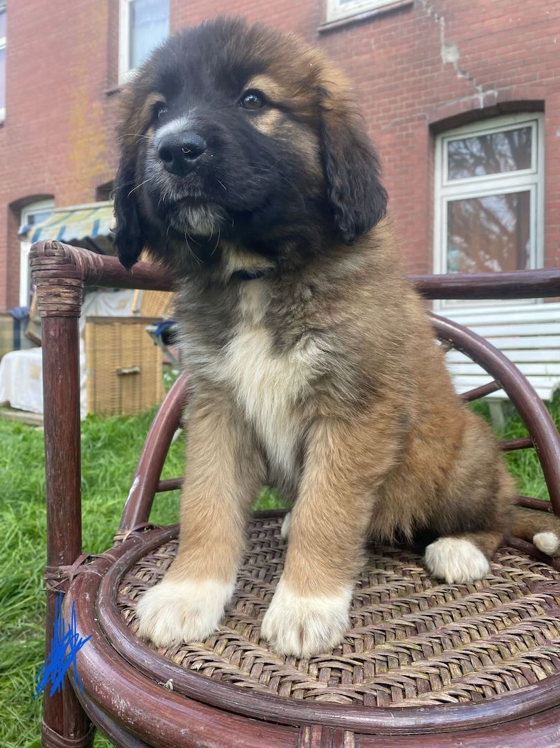 Leonberger/Bernhardiner Mix