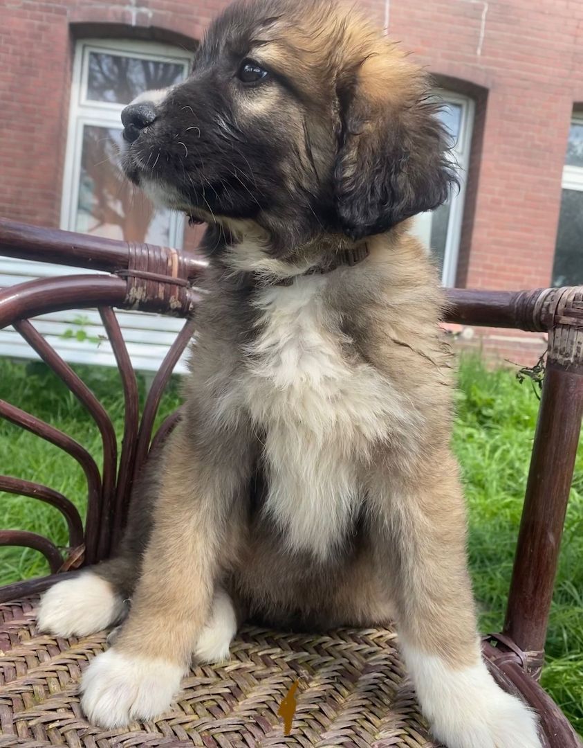Leonberger/Bernhardiner Mix