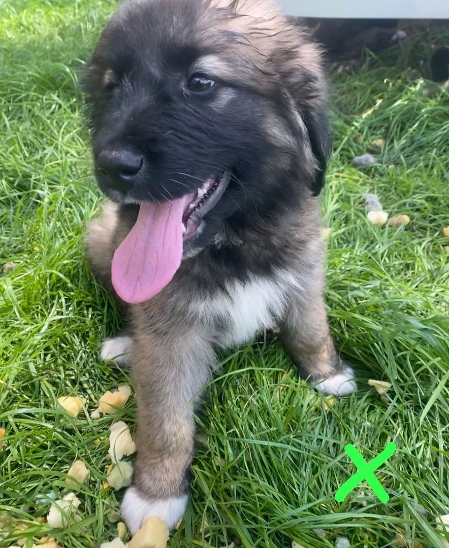 Leonberger/Bernhardiner Mix