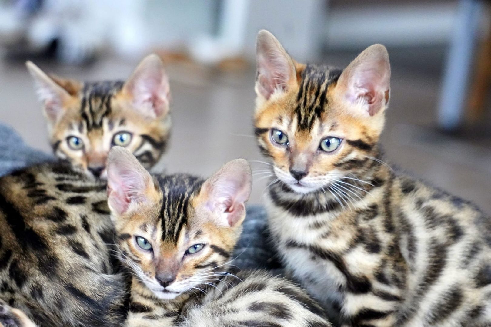 13 Wochen alte Bengal Kitten