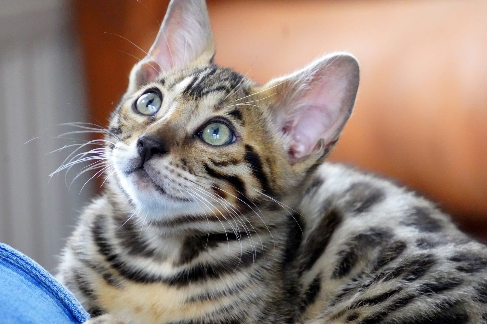 13 Wochen alte Bengal Kitten