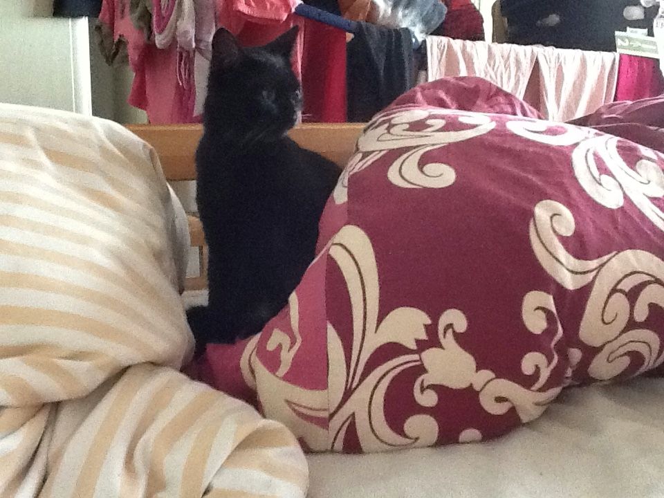 Kitten Babykätzchen Kitten Babykätzchen